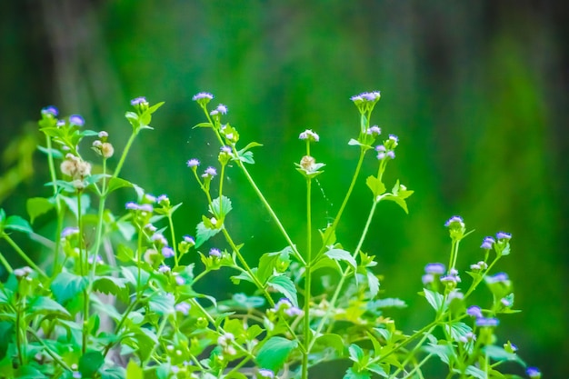 pequeñas flores moradas en la naturaleza salvaje con fondo verde de la naturaleza