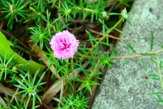 Pequeñas flores de portulaca rosa en el jardín.