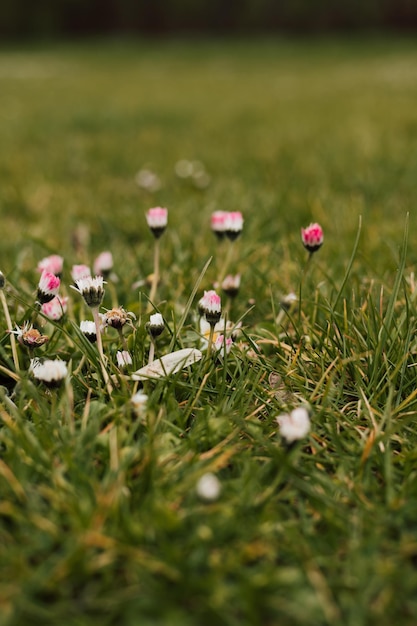 Pequeñas flores de primavera blancas y rosadas en el prado en la hierba