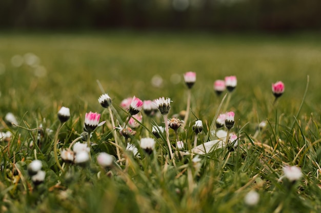 Pequeñas flores de primavera blancas y rosadas en el prado en la hierba