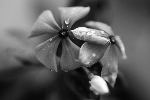 Pequeñas flores de primavera