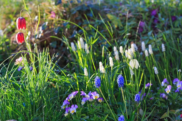 Foto pequeñas flores púrpuras azules blancas en el jardín de primavera retroiluminado al aire libre primer plano macro