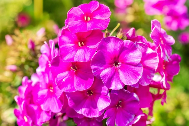 Pequeñas flores púrpuras como fondo natural