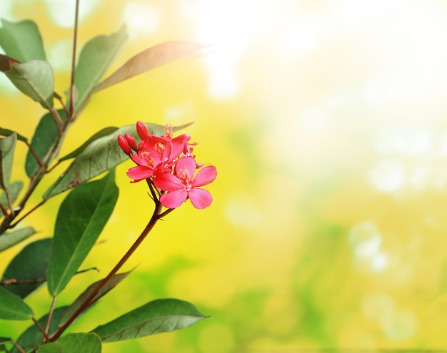 pequeñas flores rojas con fondo abstracto bokeh