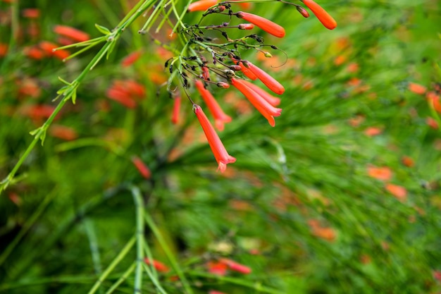 Pequeñas flores rojas con fondo verde y tallos de la planta formando líneas radiales en el fondo