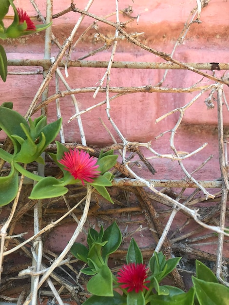 pequeñas flores rojas de la planta Aptenia cordifolia Schwantes