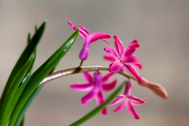 Pequeñas flores rosadas de jacinto que crecen en una maceta en el alféizar de la ventana