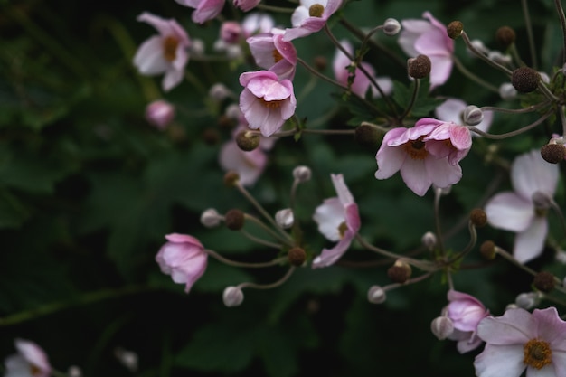 Pequeñas flores rosadas en el jardín