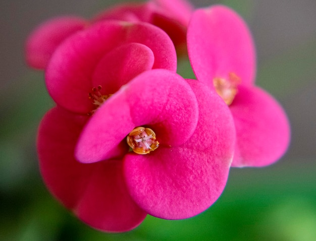 Pequeñas flores rosadas. pimiento rojo picante. Pimiento fresco en el pétalo de brancho