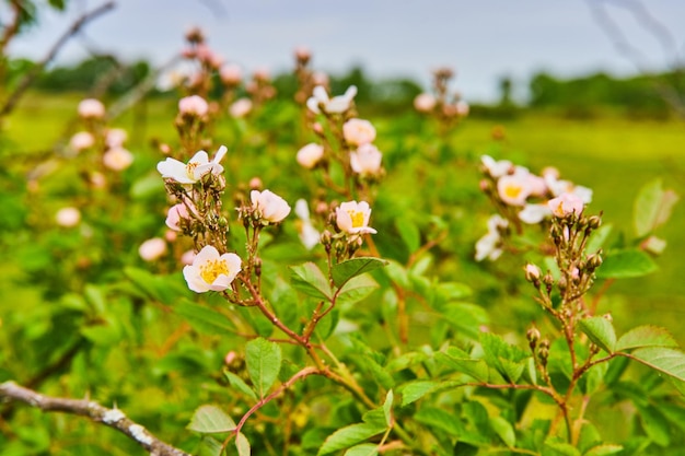 Pequeñas flores rosadas de rosa canina con polen amarillo expuesto y hojas verdes