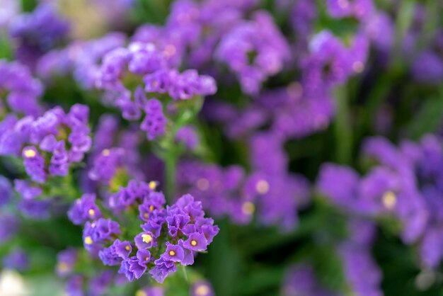 Pequenas flores roxas.