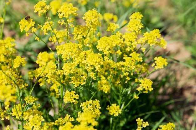 Pequenas flores silvestres amarelas em um dia ensolarado de verão