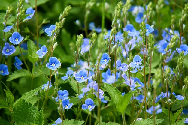 Pequenas flores silvestres azuis no campo