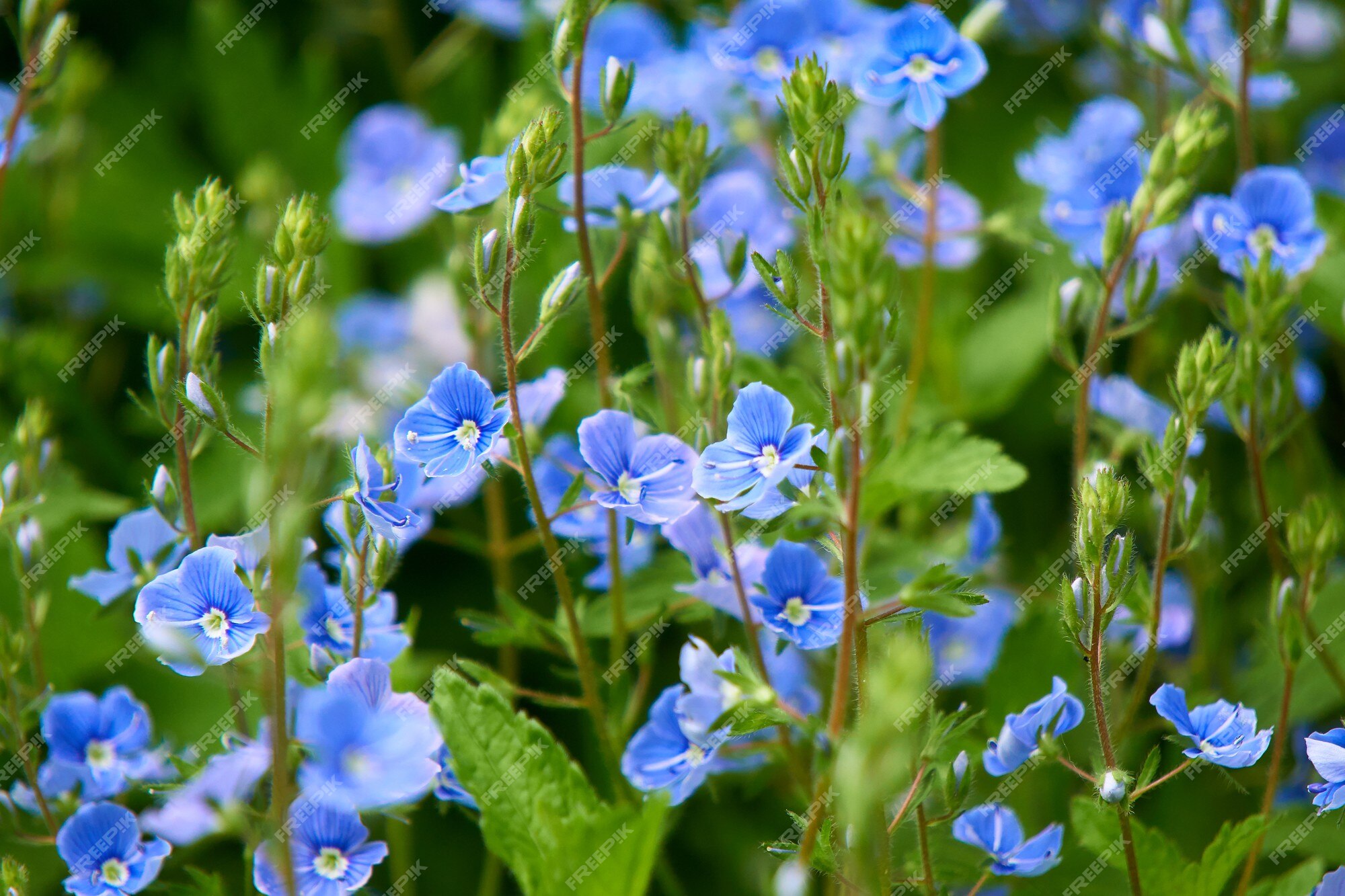 Pequeñas flores silvestres azules en el campo | Foto Premium