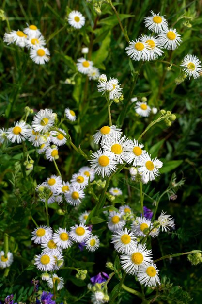 Foto pequenas flores silvestres de camomila branca flores de campo de camomila