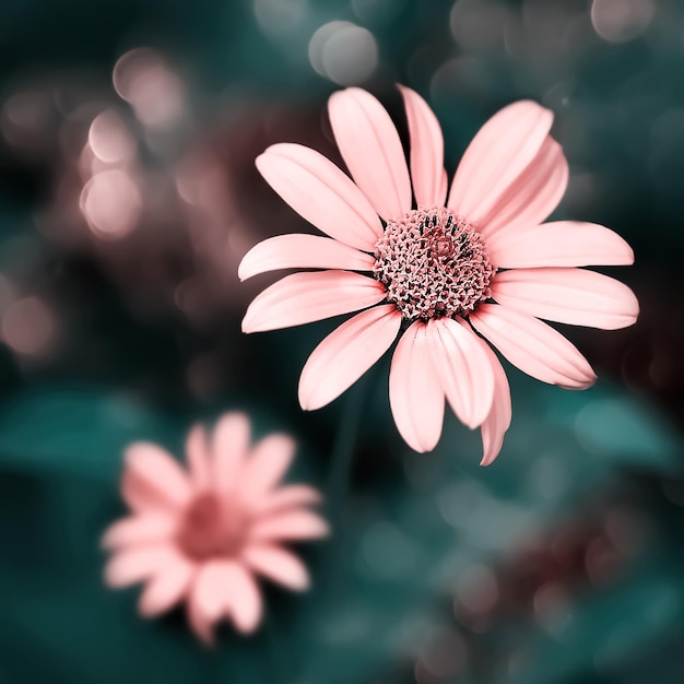 Pequeñas flores de verano de color rosa brillante sobre un fondo de follaje azul verde en un jardín de hadas Imagen artística macro Enfoque selectivo Imagen cuadrada