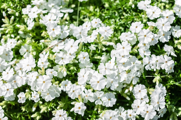 Pequenas flores vermelhas. Flox branco.