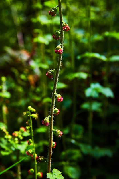 Pequenas flores vermelhas na videira no início da primavera