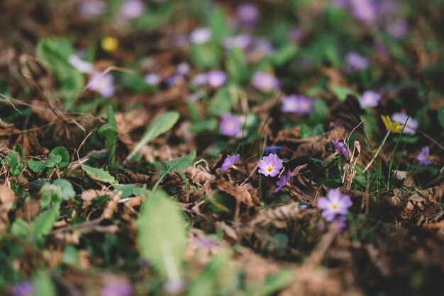 Pequenas flores violetas da primavera