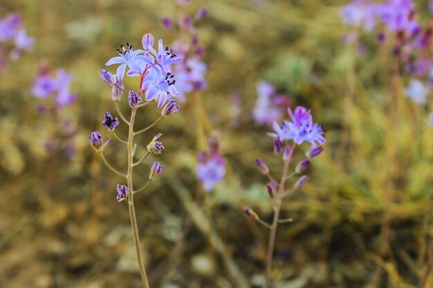 Pequenas flores violetas fecham