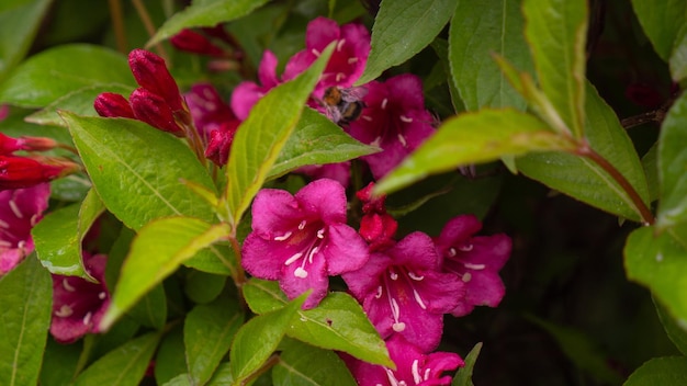 Pequeñas flores violetas con hojas sobre fondo verde para texturas y pancartas. foto de alta calidad