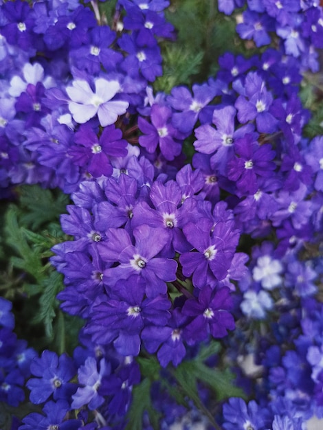 Foto pequeñas flores violetas