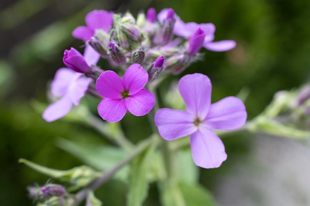 Pequenas flores violetas