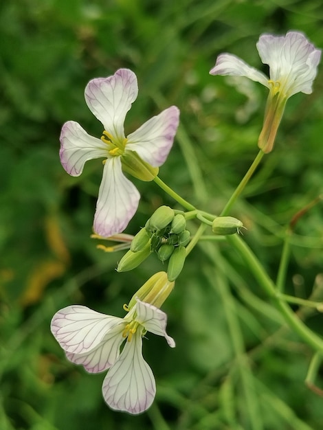 Foto pequenas flores