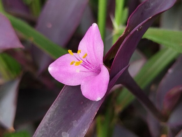 Foto pequenas flores