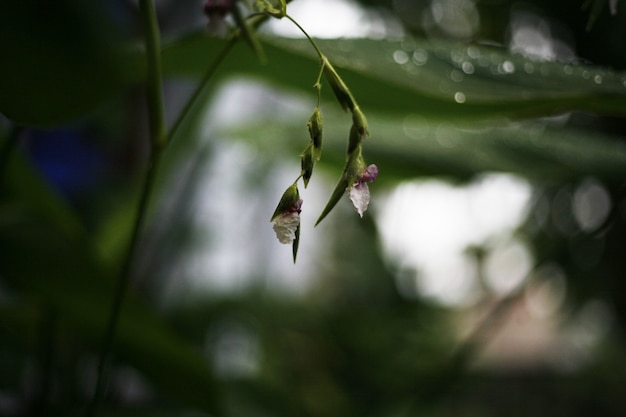 pequenas flores