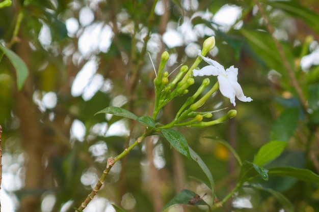 Pequenas folhas florescendo ficam lindas no jardim