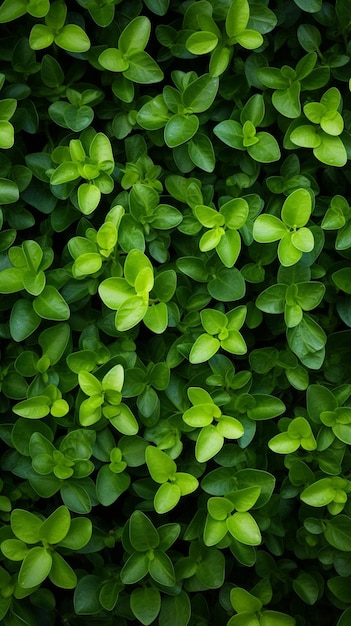 Pequenas folhas verdes com fundo de textura com belos desenhos