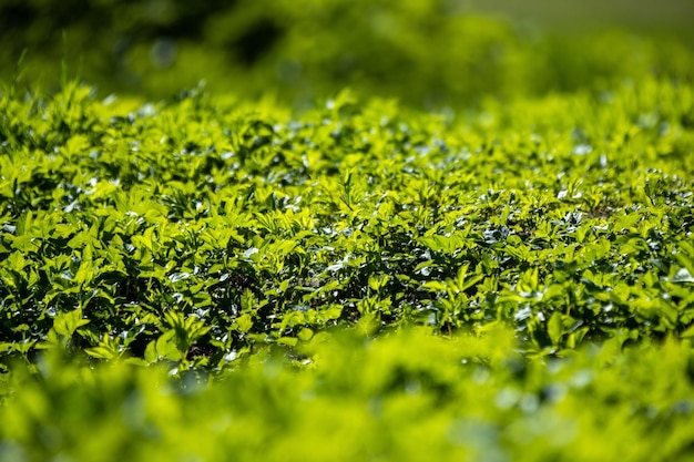 Pequenas folhas verdes de uma planta nos raios do sol