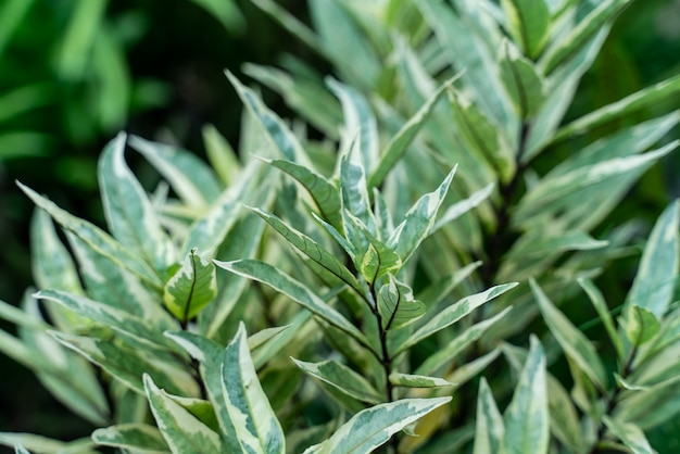 Pequenas folhas verdes no jardim