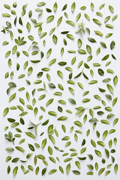 Foto pequenas folhas verdes representadas sobre fundo branco separadamente. muitas folhinhas para decorar qualquer postal ou cartão comemorativo.