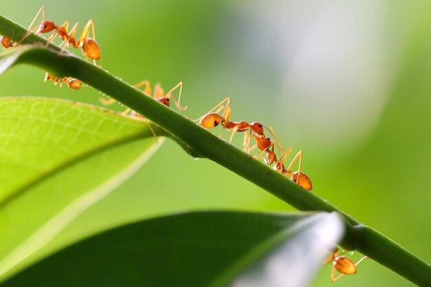 Pequenas formigas subindo em galhos.