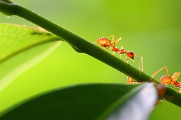 Pequenas formigas subindo em galhos.