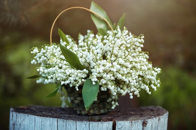 Pequeñas y fragantes flores de lirio de mayo de primavera Gran ramo de flores de lirio de los valles en cesta