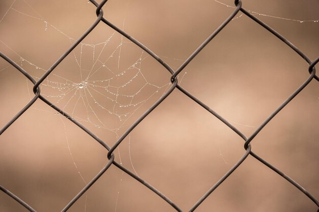 pequenas gotas de água delicadas em uma teia de aranha em close-up em um dia nebuloso