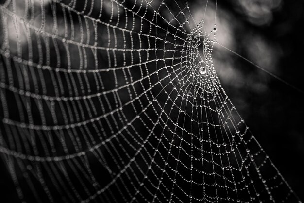 Foto pequenas gotas de água delicadas em uma teia de aranha em close-up em um dia nebuloso