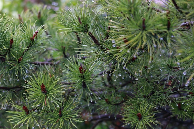 Pequenas gotas de chuva num pinheiro