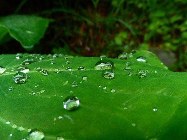 pequeñas gotas en una hoja