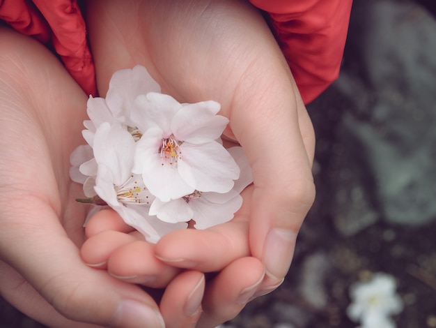 Pequeñas y hermosas flores de Sakura en la mano