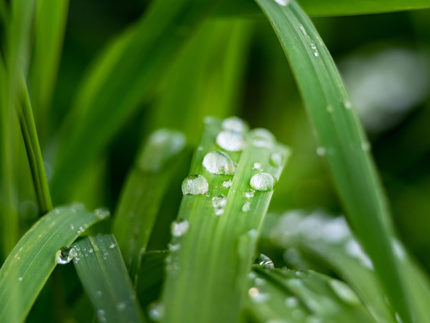 Pequeñas y hermosas gotas de rocío sobre la hierba verde