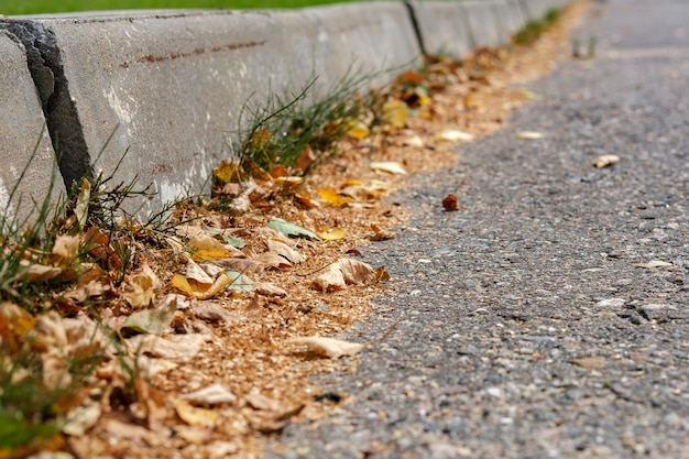 Pequeñas hojas amarillas se encuentran a lo largo de los bordillos de hormigón de la carretera pavimentada.