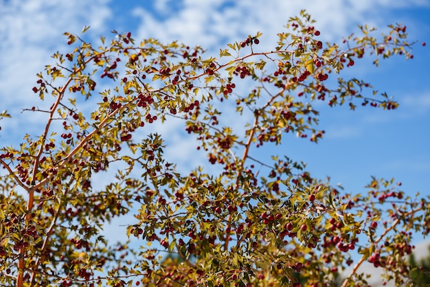 Pequeñas hojas amarillas y frutos rojos en la rama de un árbol contra un cielo azul