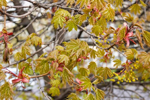 Pequeñas hojas amarillas en la rama de un árbol