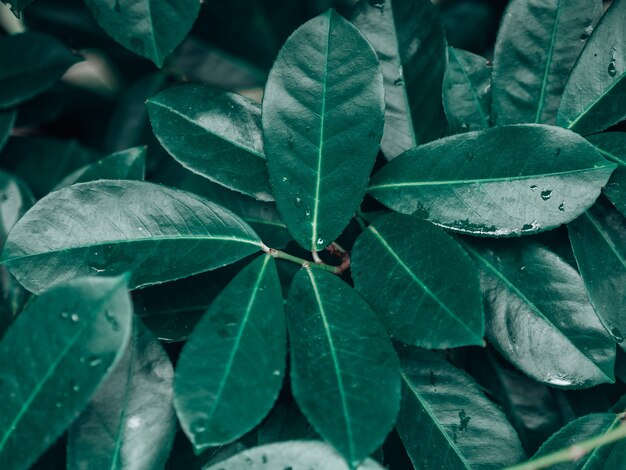 Pequeñas hojas de árbol. Textura de hojas o copas de los árboles