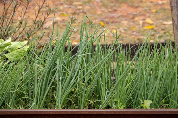 Foto pequeñas hojas de cebollino de la especie allium schoenoprasum