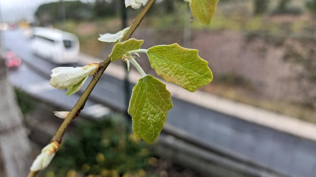 Las pequeñas hojas jóvenes de color verde claro comienzan a crecer en la primavera